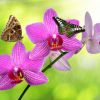 Orchideafarm és az Őrség elfeledett emlékei kép