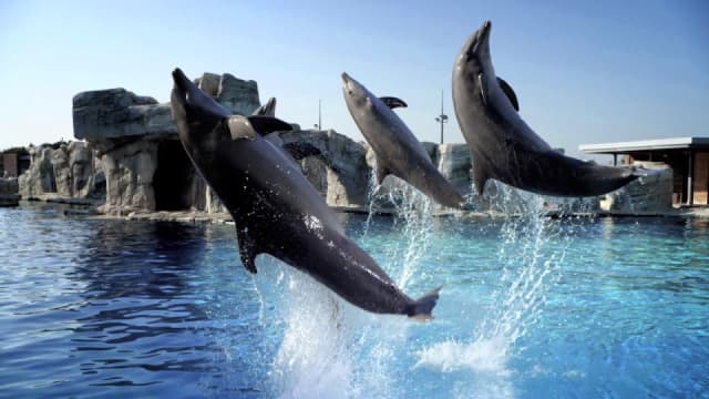  Delfinarium