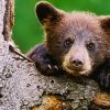 Ausztria - Medve-szurdok kép