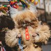 Farsangi forgatag Szlovéniában - Ptuj kép