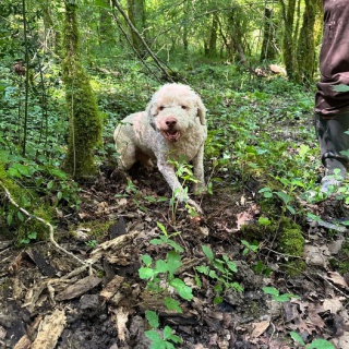 Ősz az Isztrián szarvasgomba vadászattal - kép 2