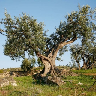 Olivaszüret a Krk-szigeten - kép 8