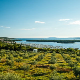 Olivaszüret a Krk-szigeten - kép 3