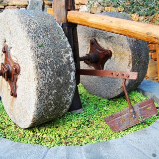 Olivaszüret a Krk-szigeten - kép 7