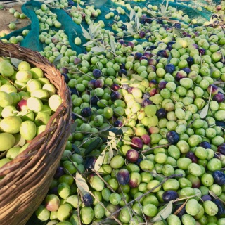 Olivaszüret a Krk-szigeten - kép 5