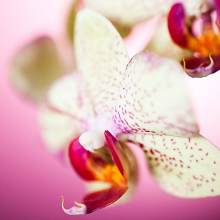 Orchideafarm és az Őrség elfeledett emlékei - kép 10