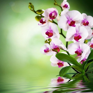 Orchideafarm és az Őrség elfeledett emlékei - kép 11