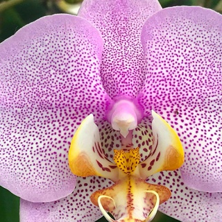 Orchideafarm és az Őrség elfeledett emlékei - kép 9