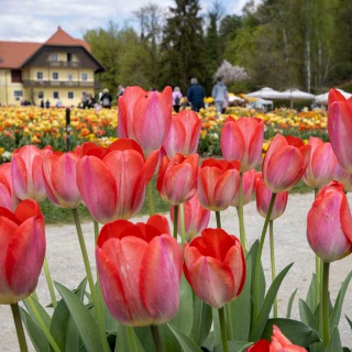 Tulipánvirágzás Szlovéniában - kép 8